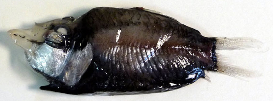 Opisthoproctus grimaldii_02.jpg